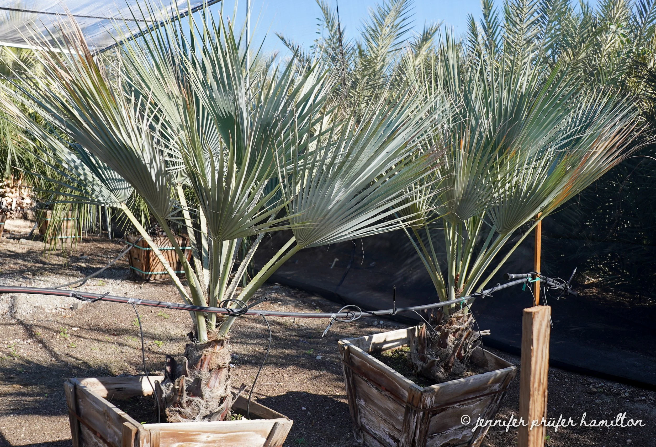 blue hesper palm