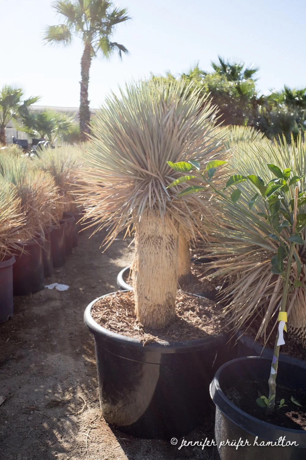 yucca-rostrata-for-sale-3.jpg