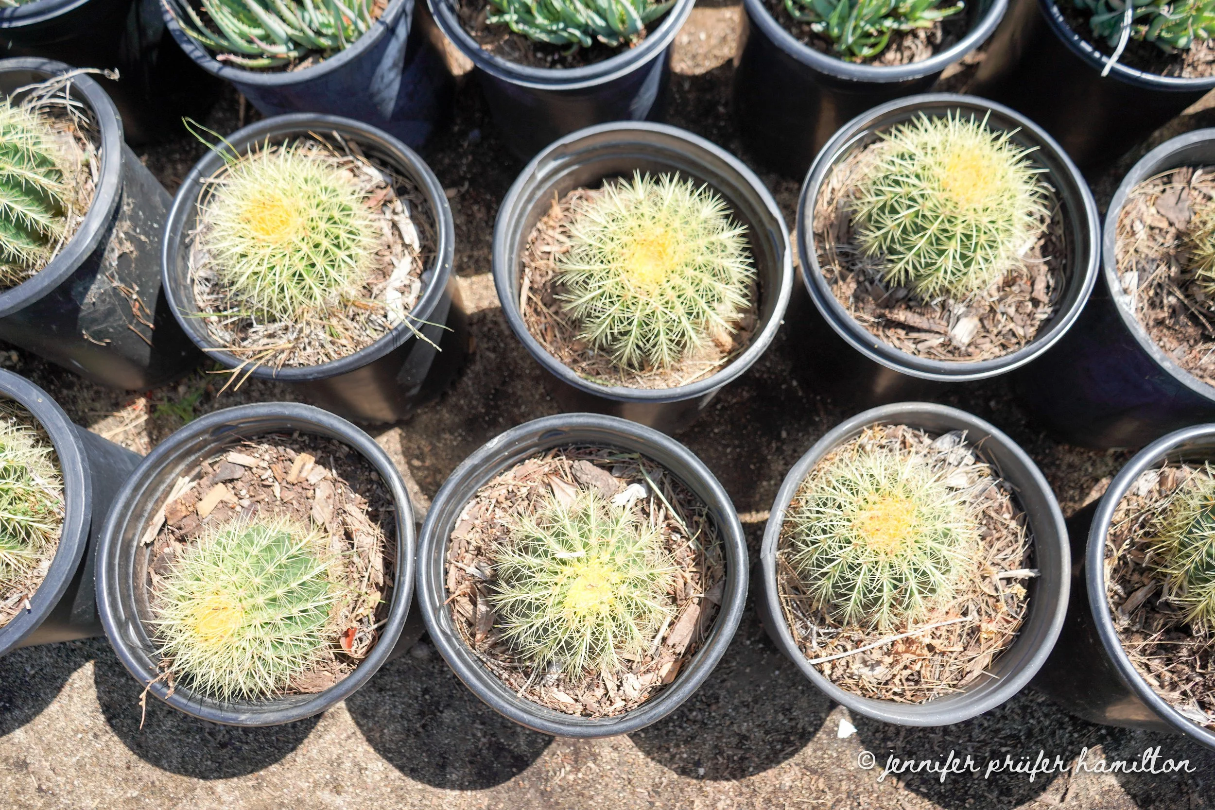 golden-barrel-cactus-for-sale-2.jpg