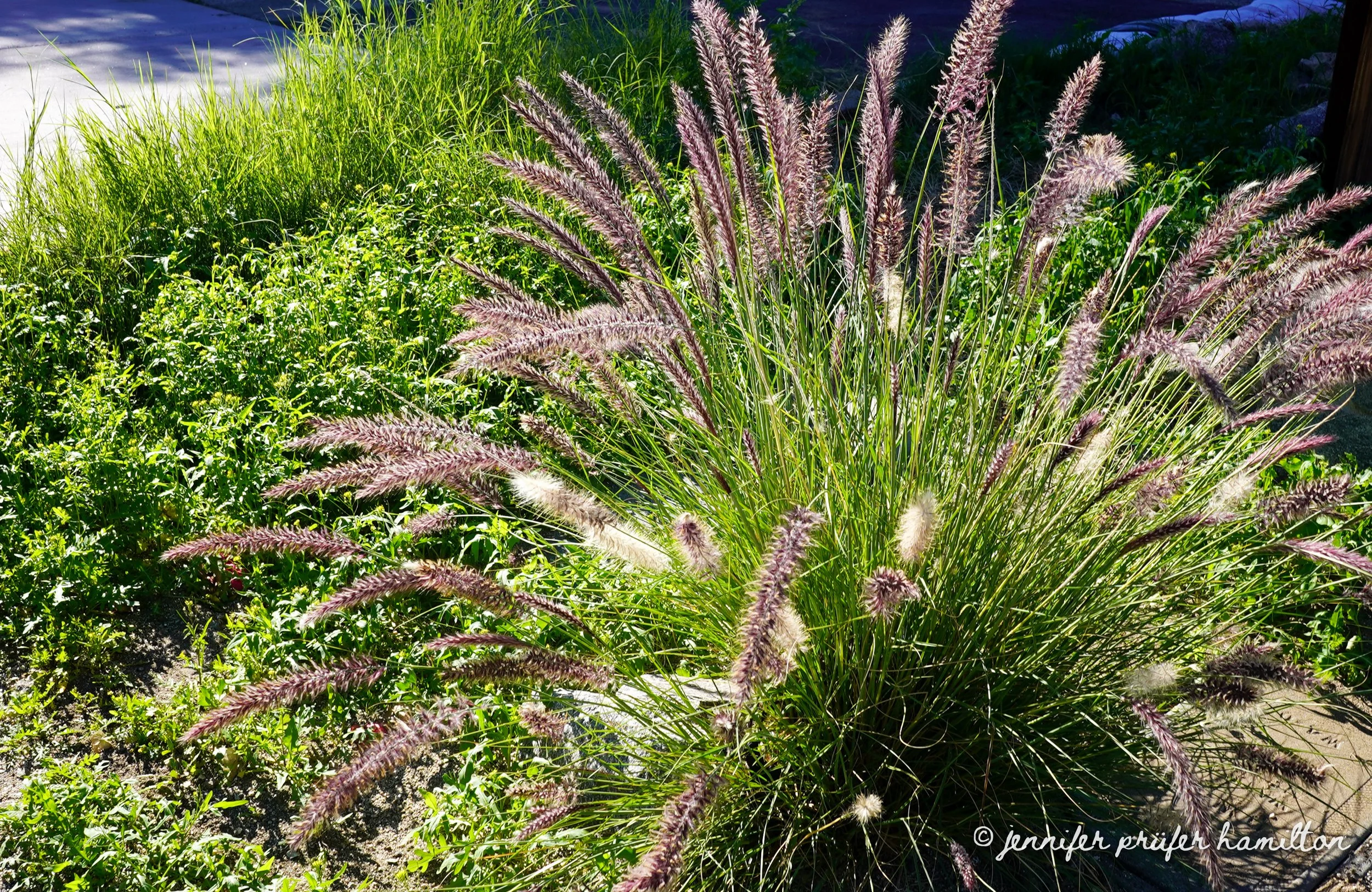 fountain grass