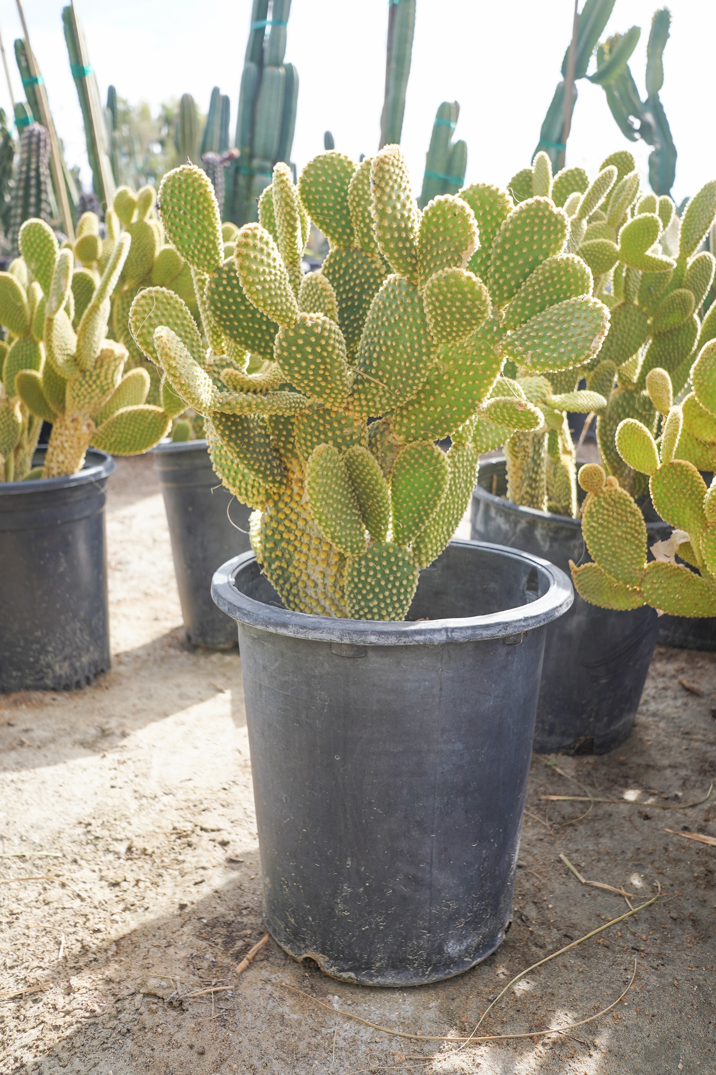 Bunny Ear Cactus — GDNC Nursery