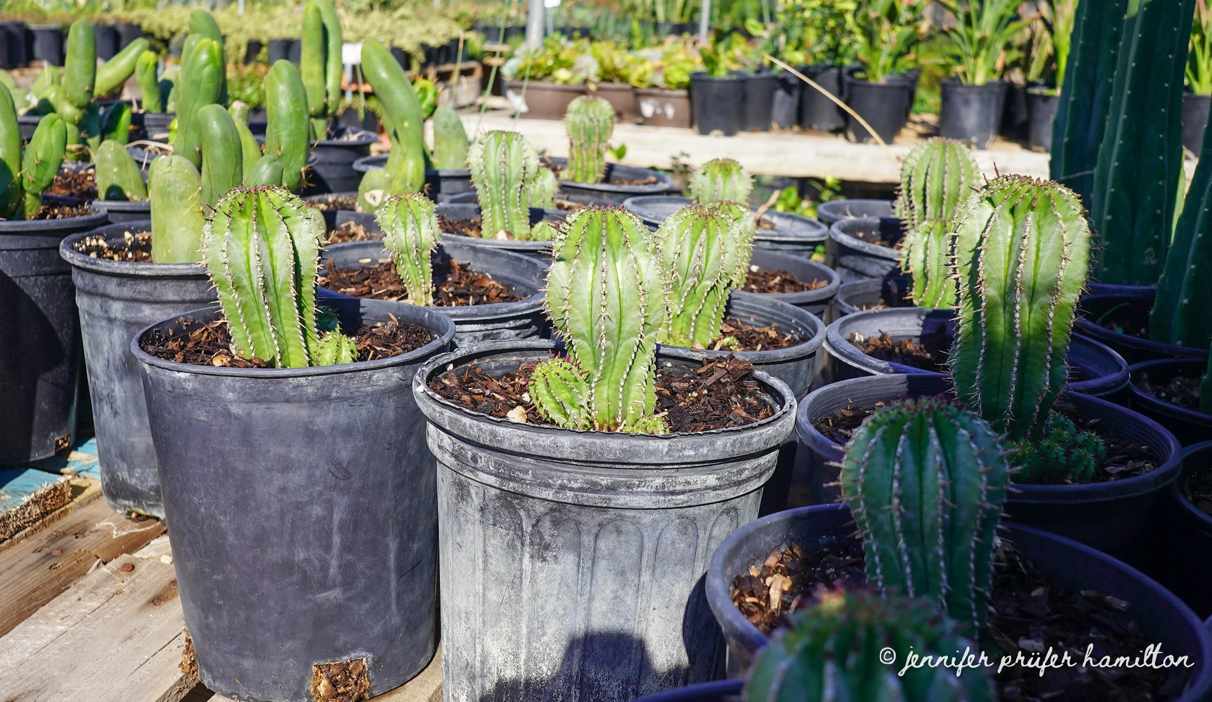 euphorbia cereiformis for sale at the nursery