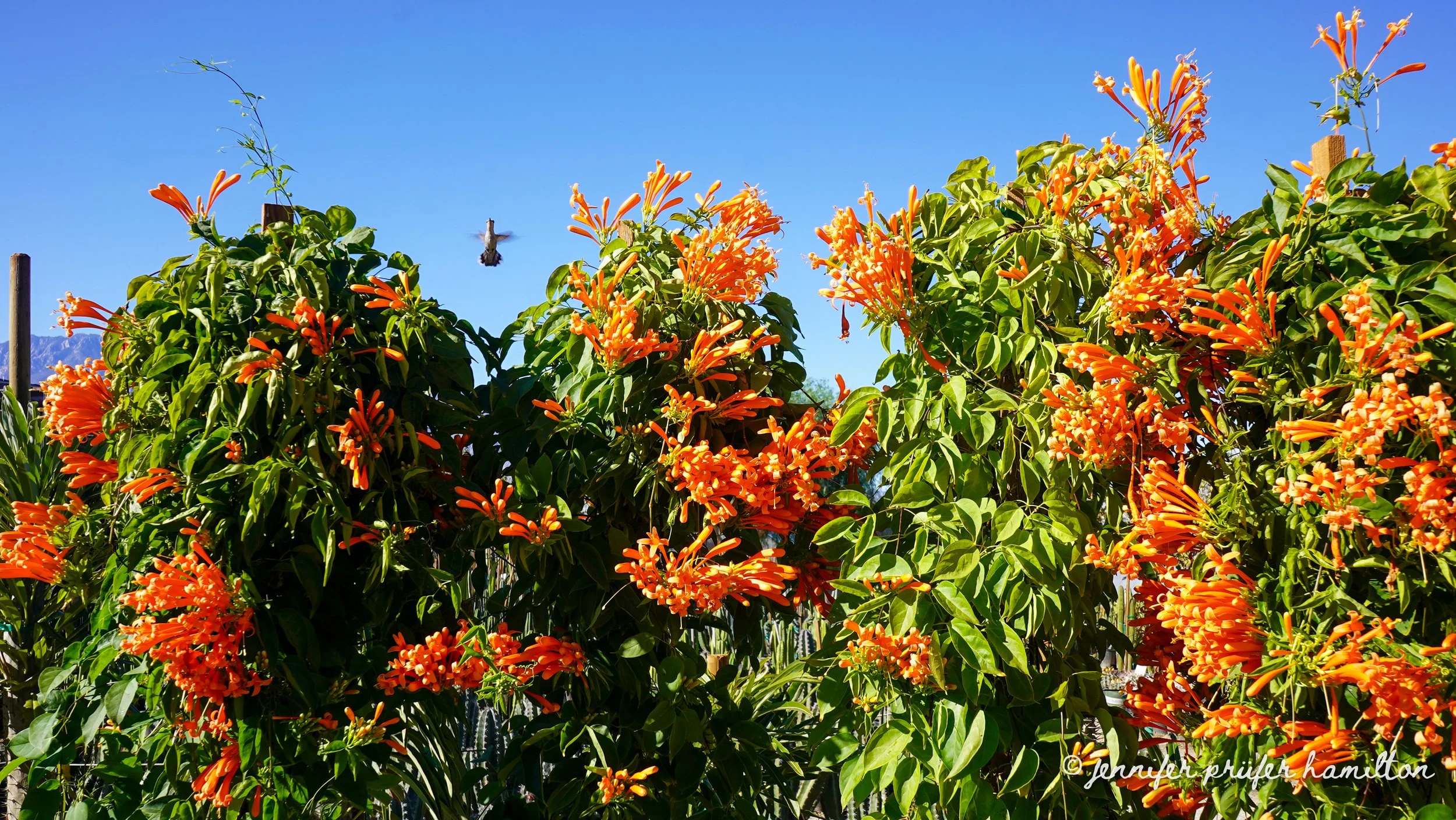 flame vine