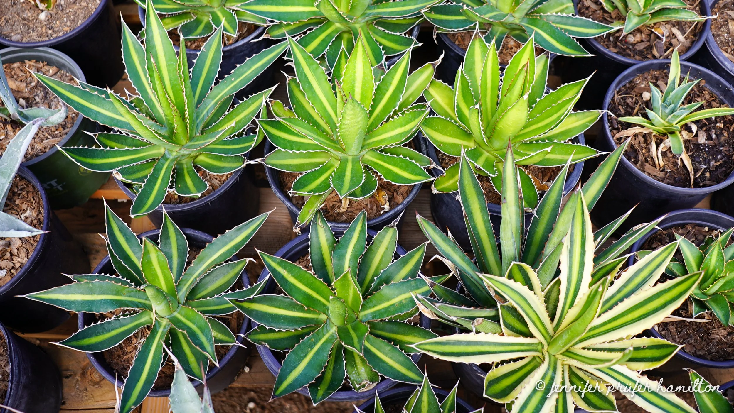 agave-lophantha-quadricolor.jpg