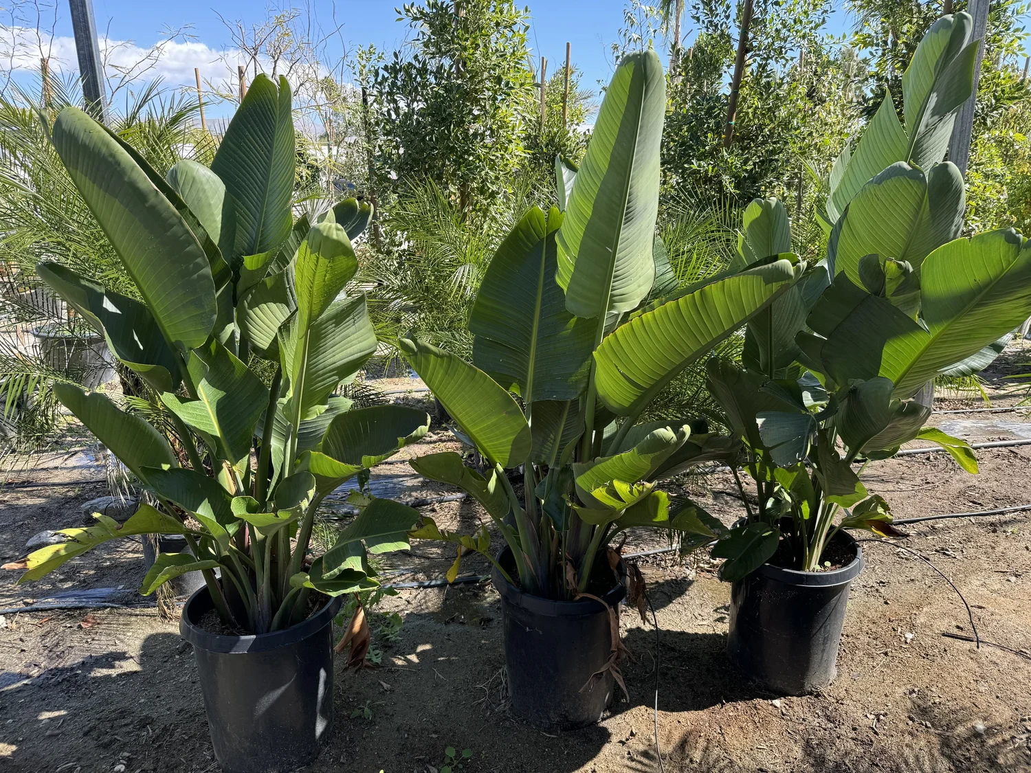 strelitzia-nicolai-gdnc-nursery