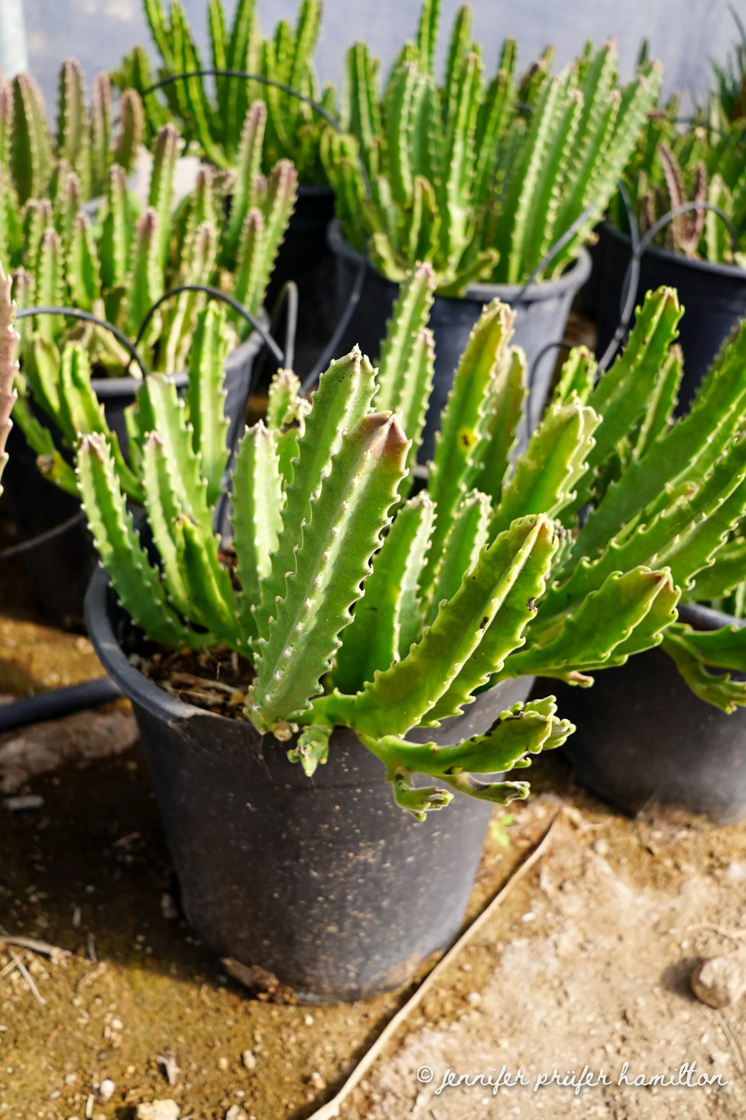 Premium Photo | Growing stapelia gigantea plants in small pots