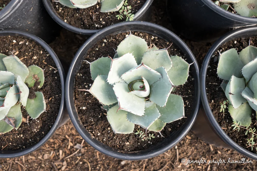 Artichoke Agave | Agave Truncata  GDNC Nursery