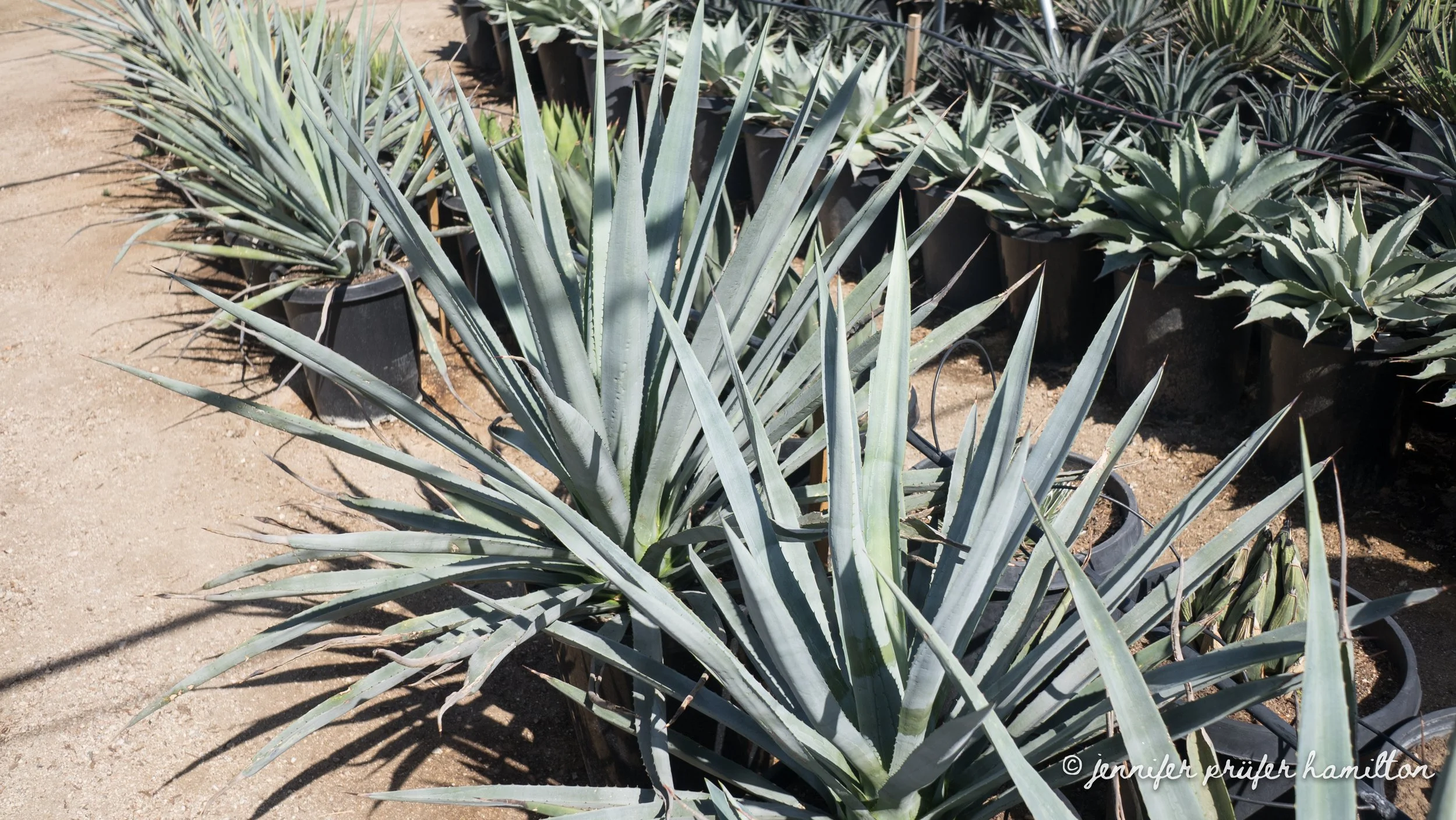 Agave tequilana for sale