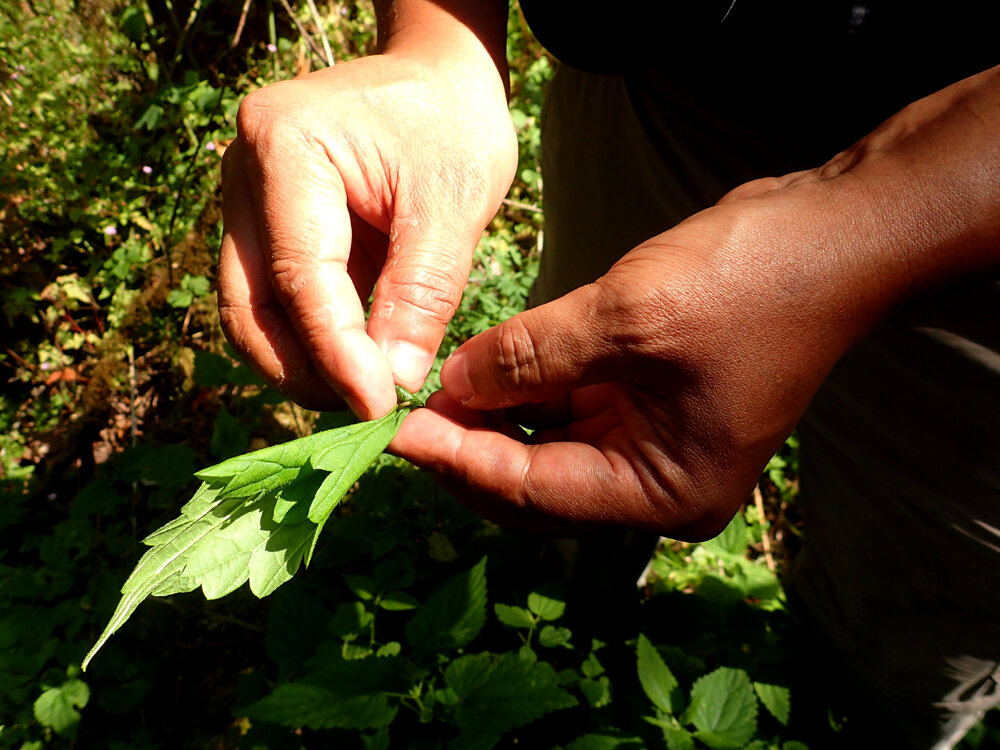 Nettle small file.jpg