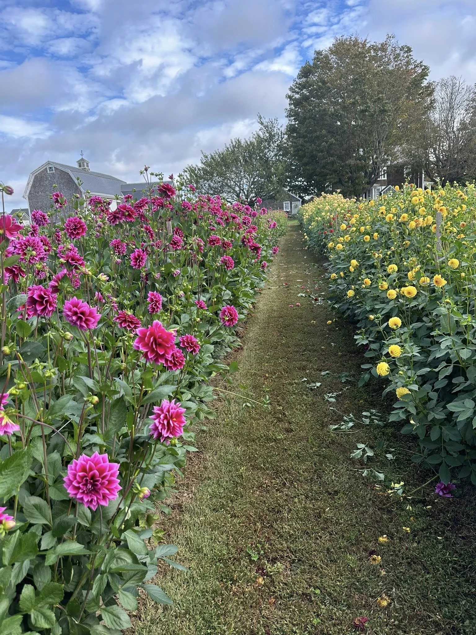 arabian not field.jpg