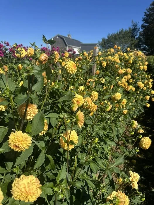 Golden Scepter Field.jpg