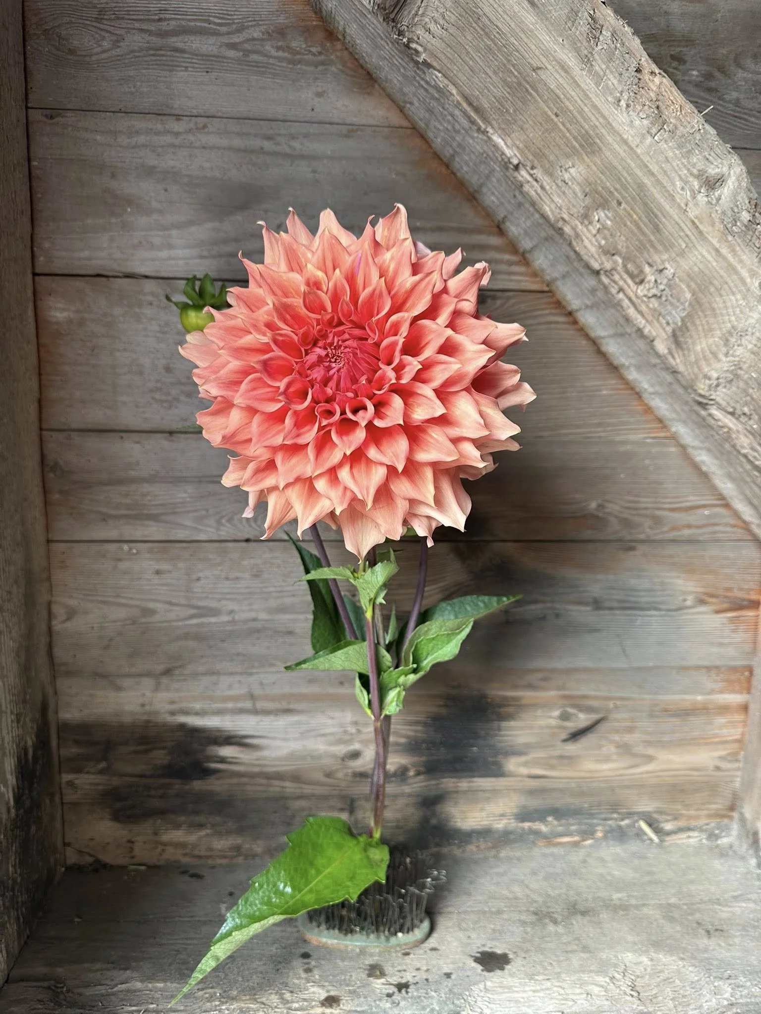 Dahlia Sierra Glow (SG) 1 Tuber