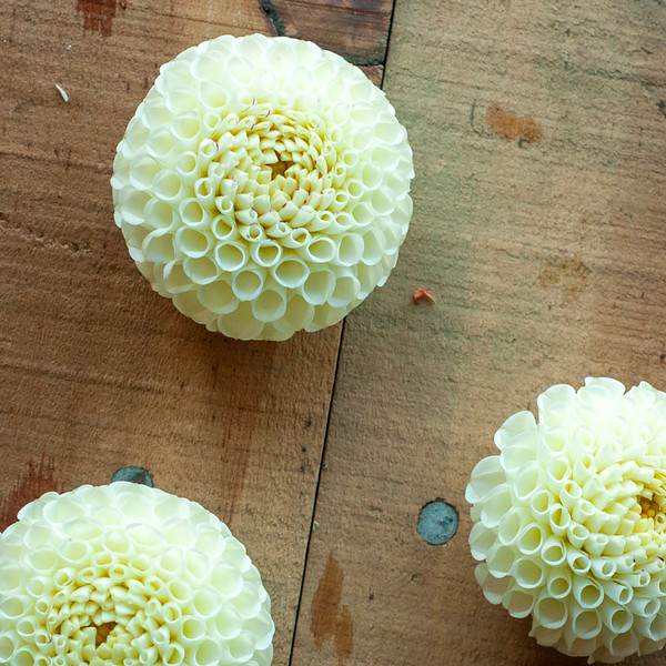 20180930_DahliaShedTuberSaleImages_230-L (1).jpg