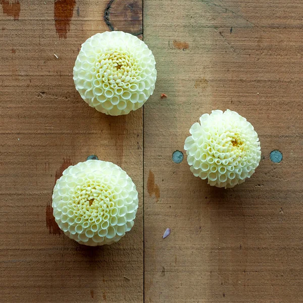 20180930_DahliaShedTuberSaleImages_229-L (2).jpg