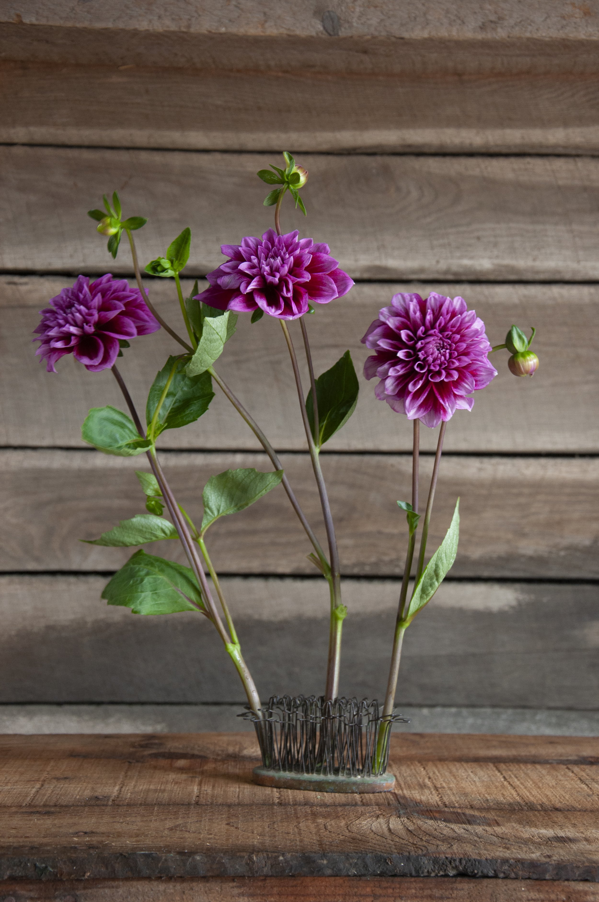 Dahlia Arabian Not 1 Tuber