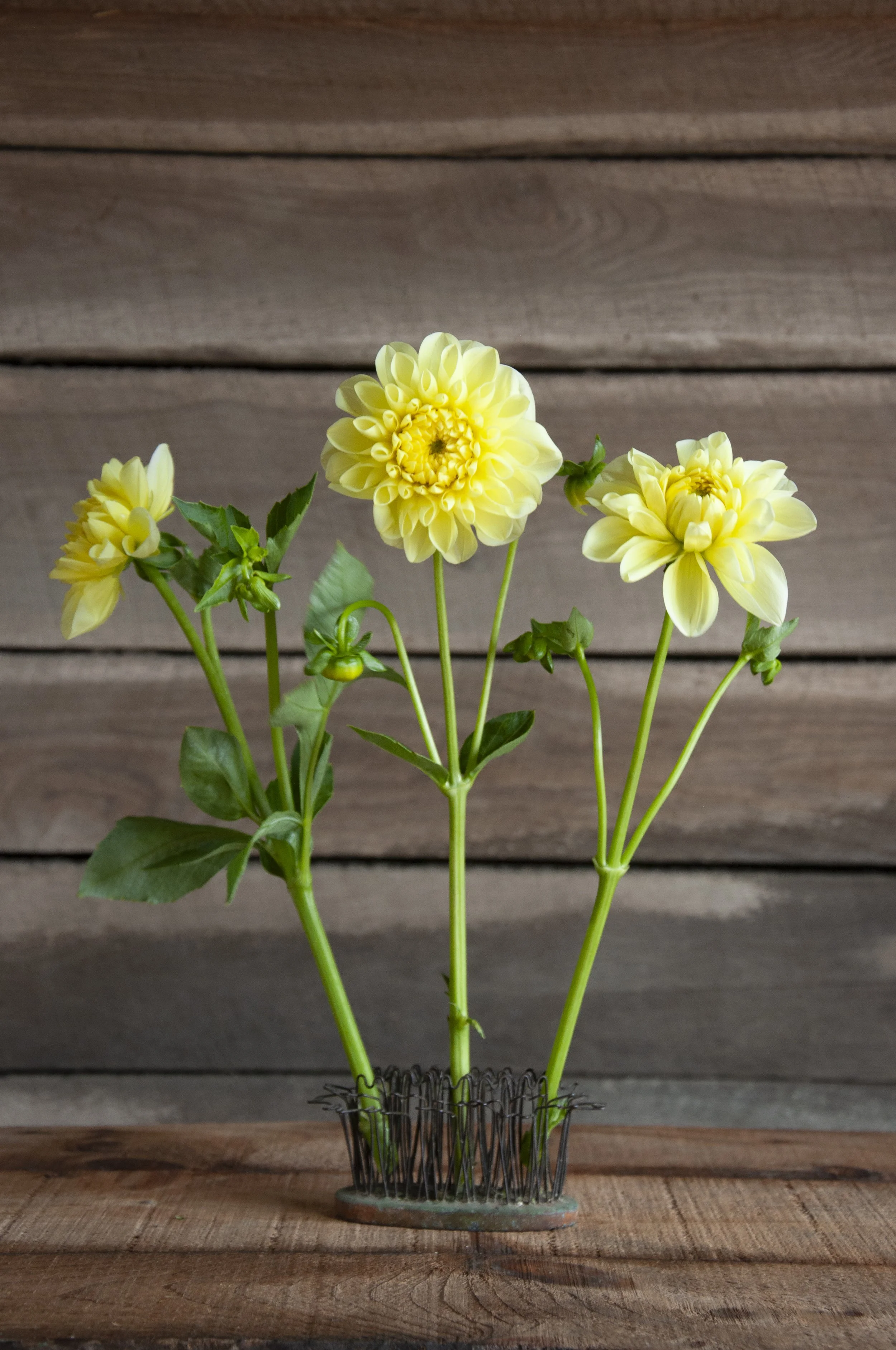 Dahlia Banner Yellow (BY) 3 Tubers  Dahlia Shed