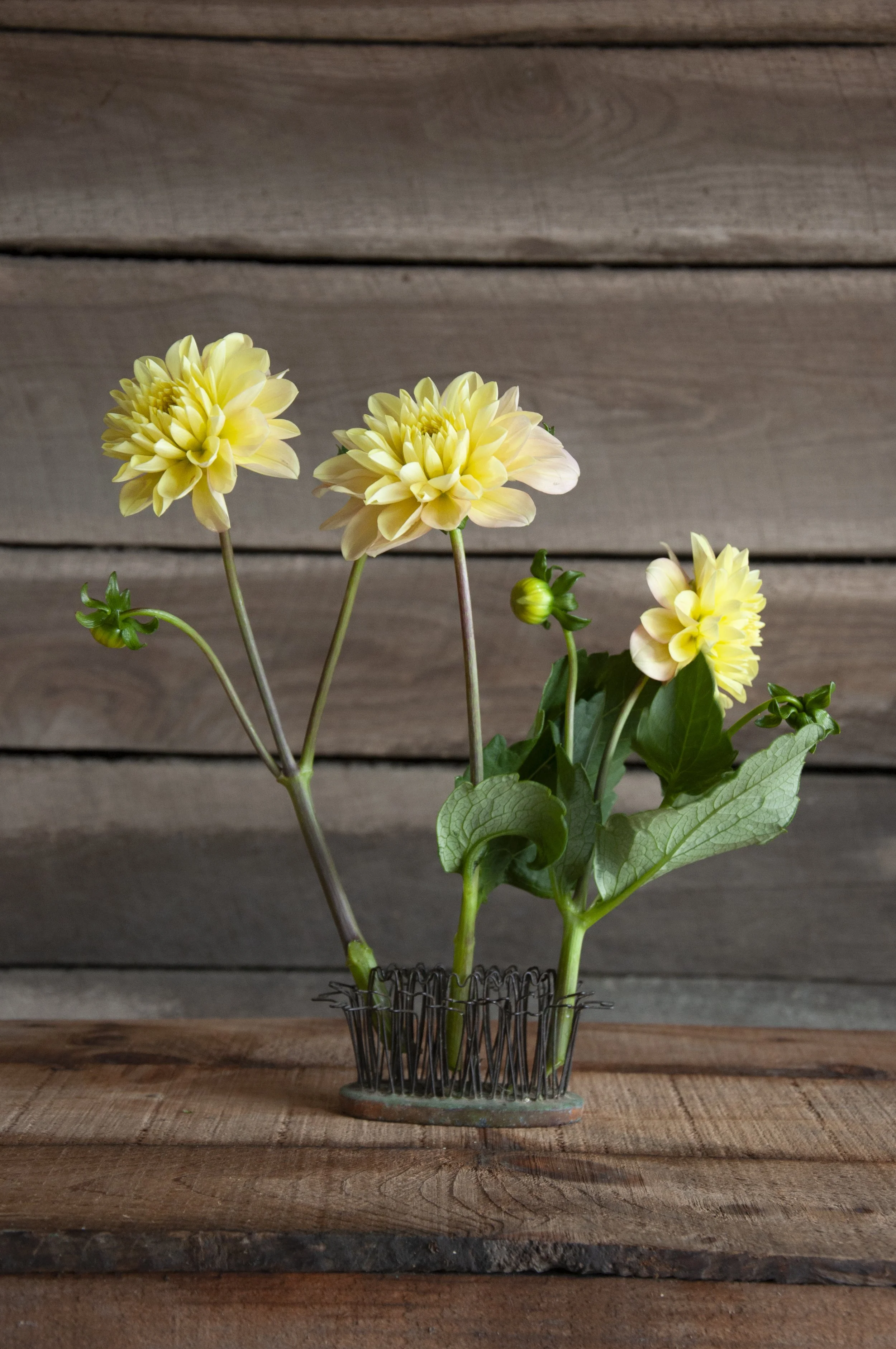Dahlia Day Dreamer (DD) 3 Tubers  Dahlia Shed