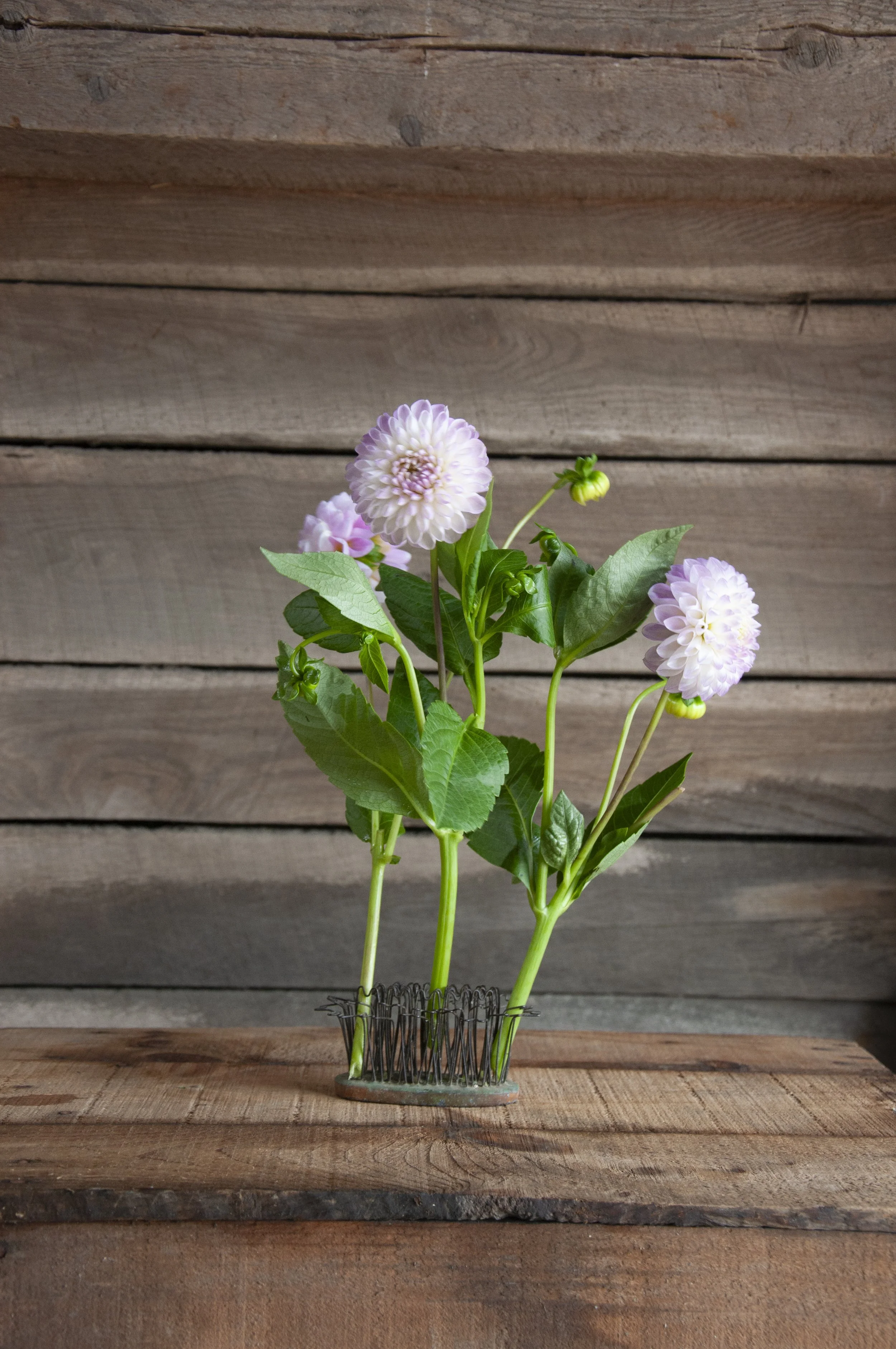 Dahlia Snoho Sonia (SS) 3 Tubers