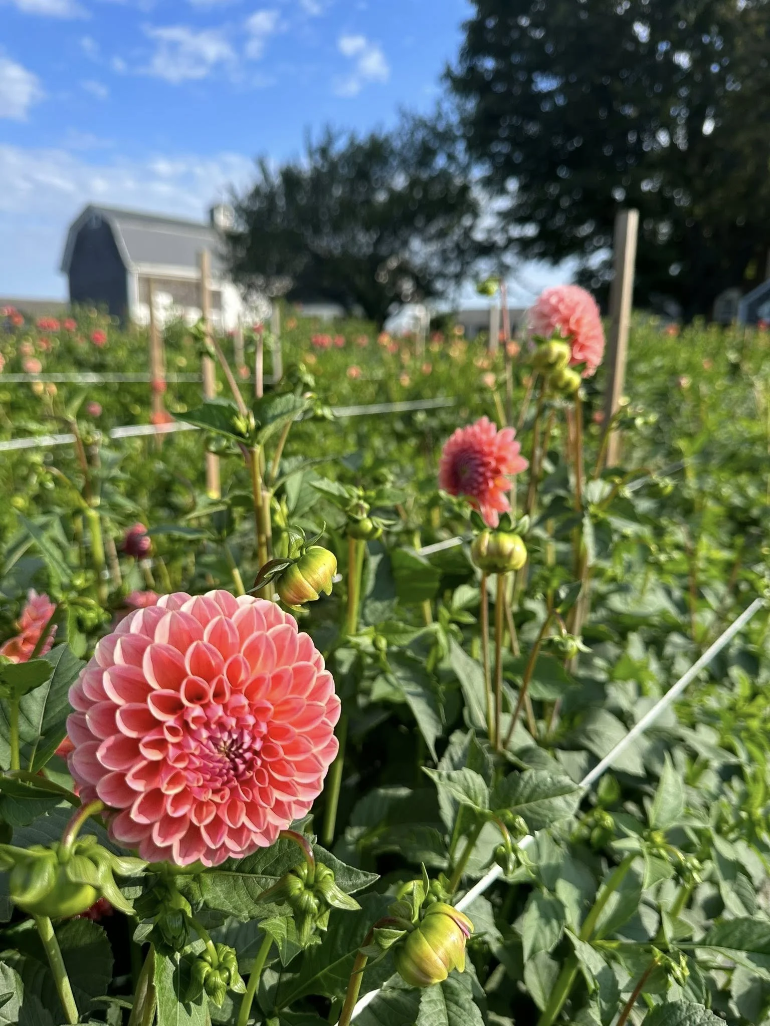 lindas baby field.jpg