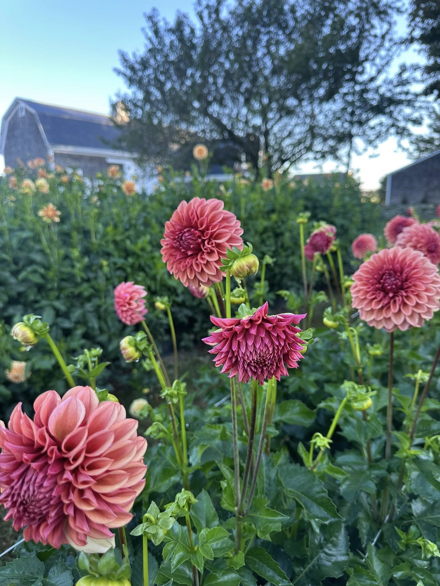 orange globe fieldm shot.jpg