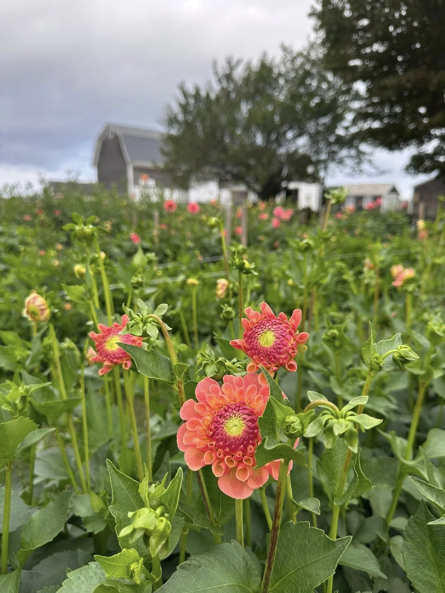 jowey paula field shot.jpg