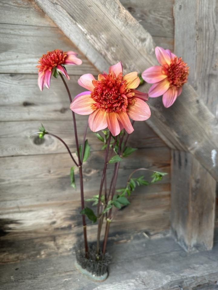 totally tangerine.jpg