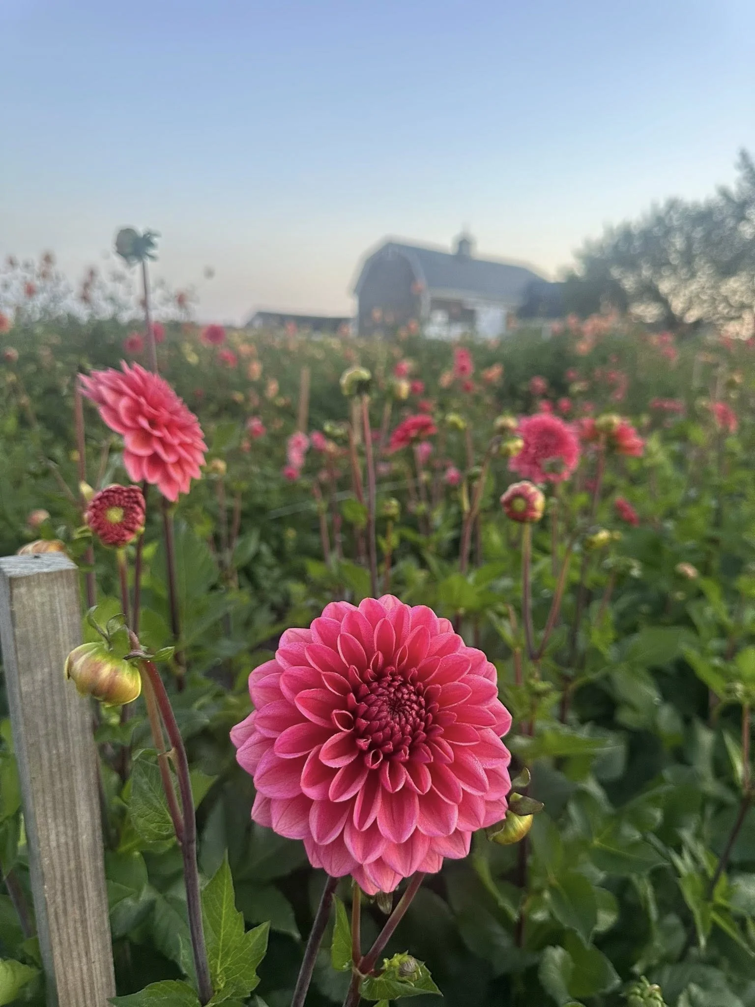 salmon runner field.jpg