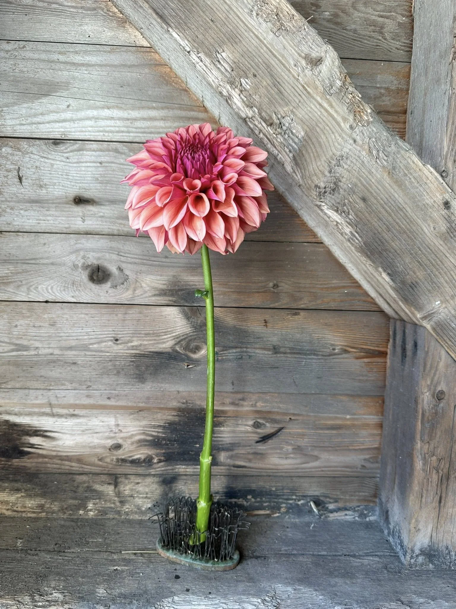 Dahlia Orange Globe 1 Tuber