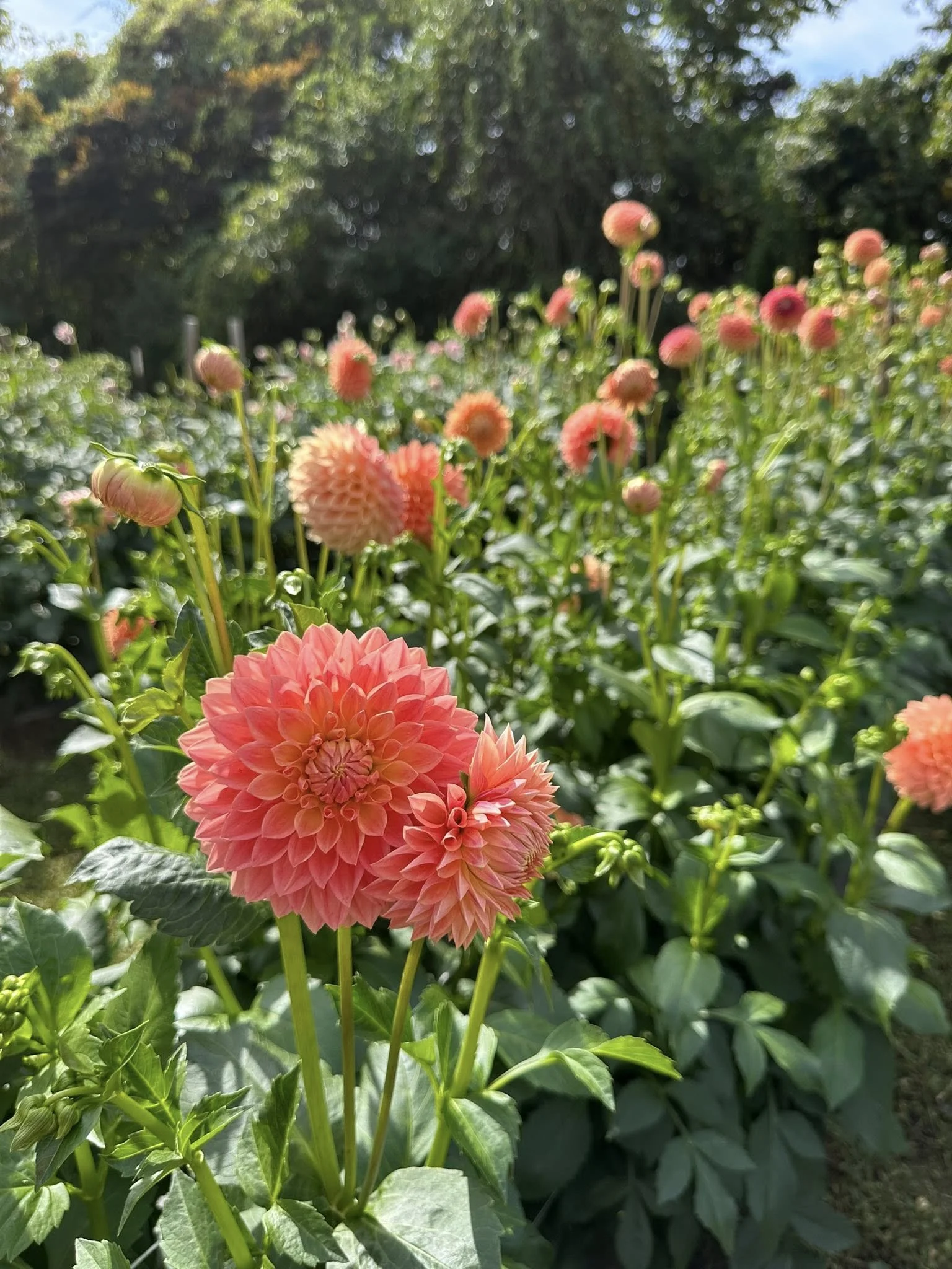 hamilton field shot.jpg