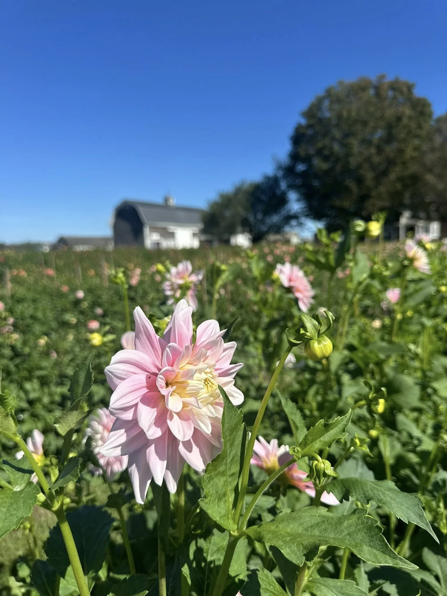 innocence field shot 2.jpg