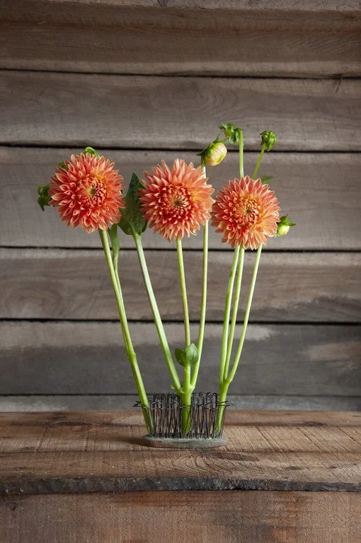 hamilton lillian.jpg