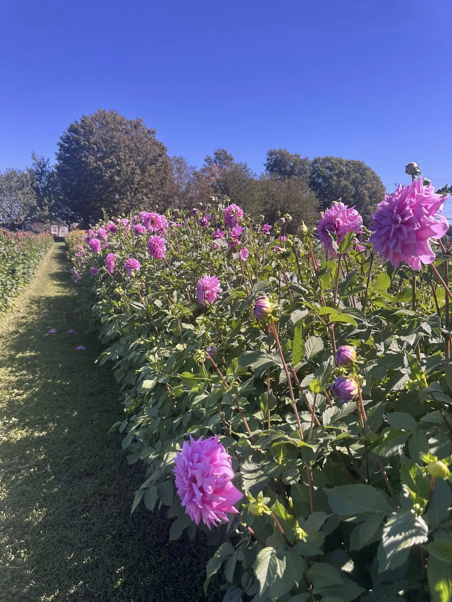 lav din row shot.jpg