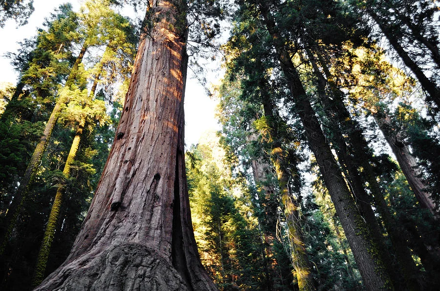 sequoia-lost-grove.jpg