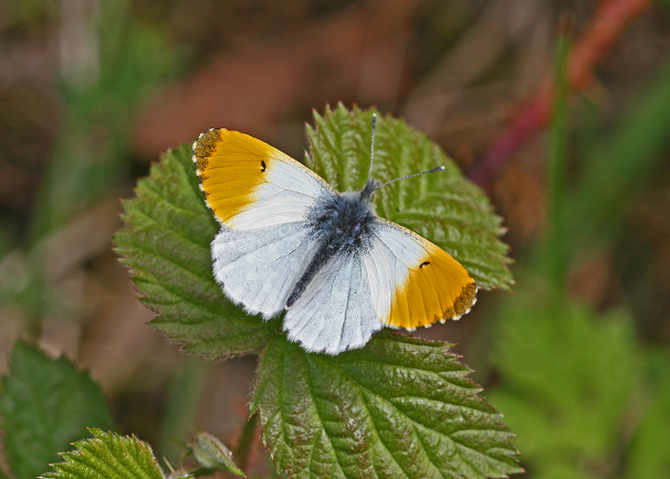 Orange-tip butterfly