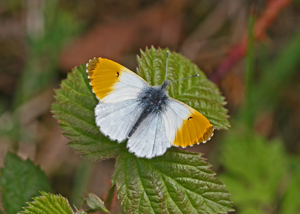 orangetip.png