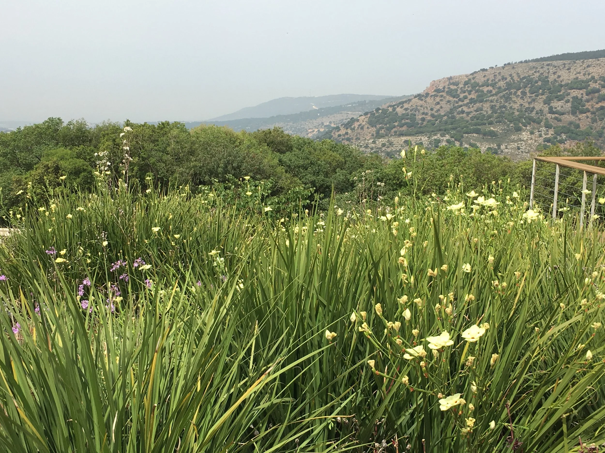 Spring in the Golan Heights