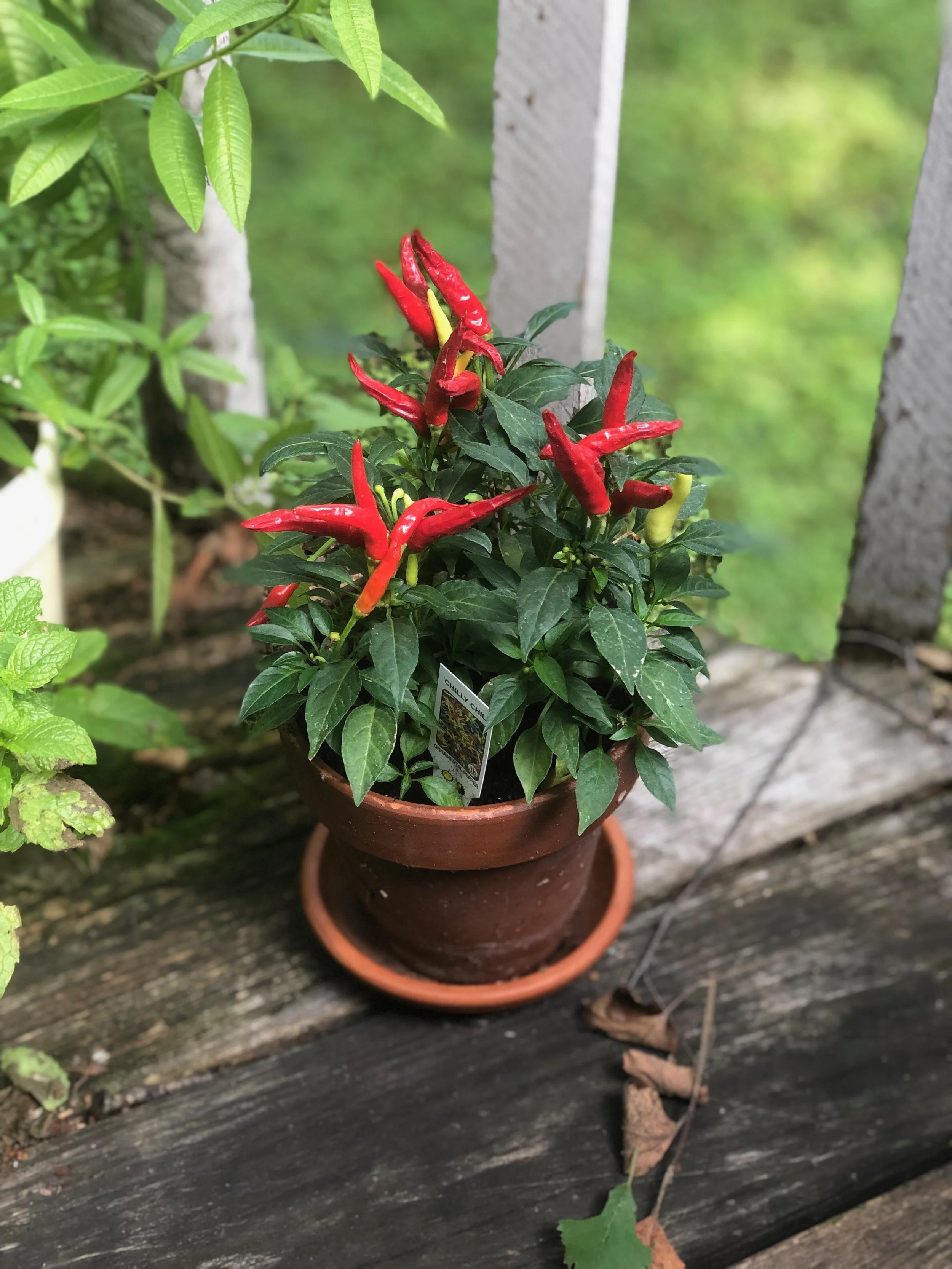 Can’t help but have a few hot peppers on hand…