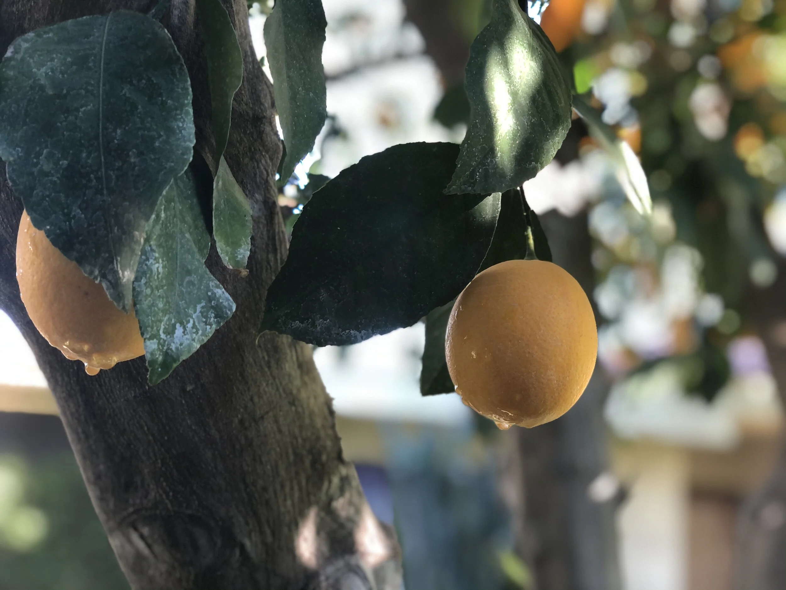 Purim Persian Flavors