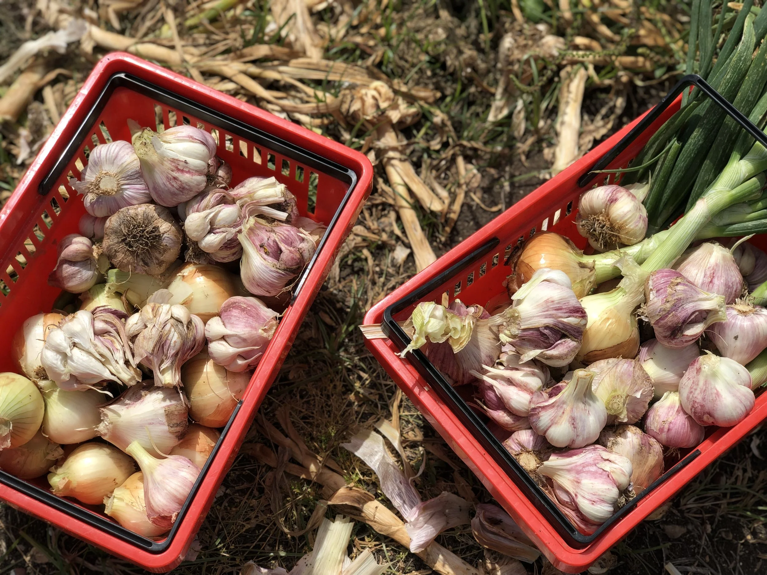 Mideast to Midwest Vegan