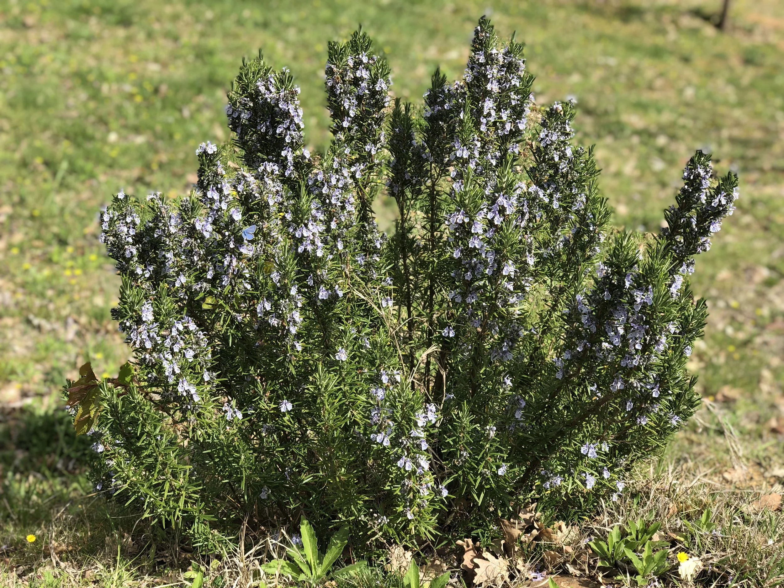 Bring On the Greens!