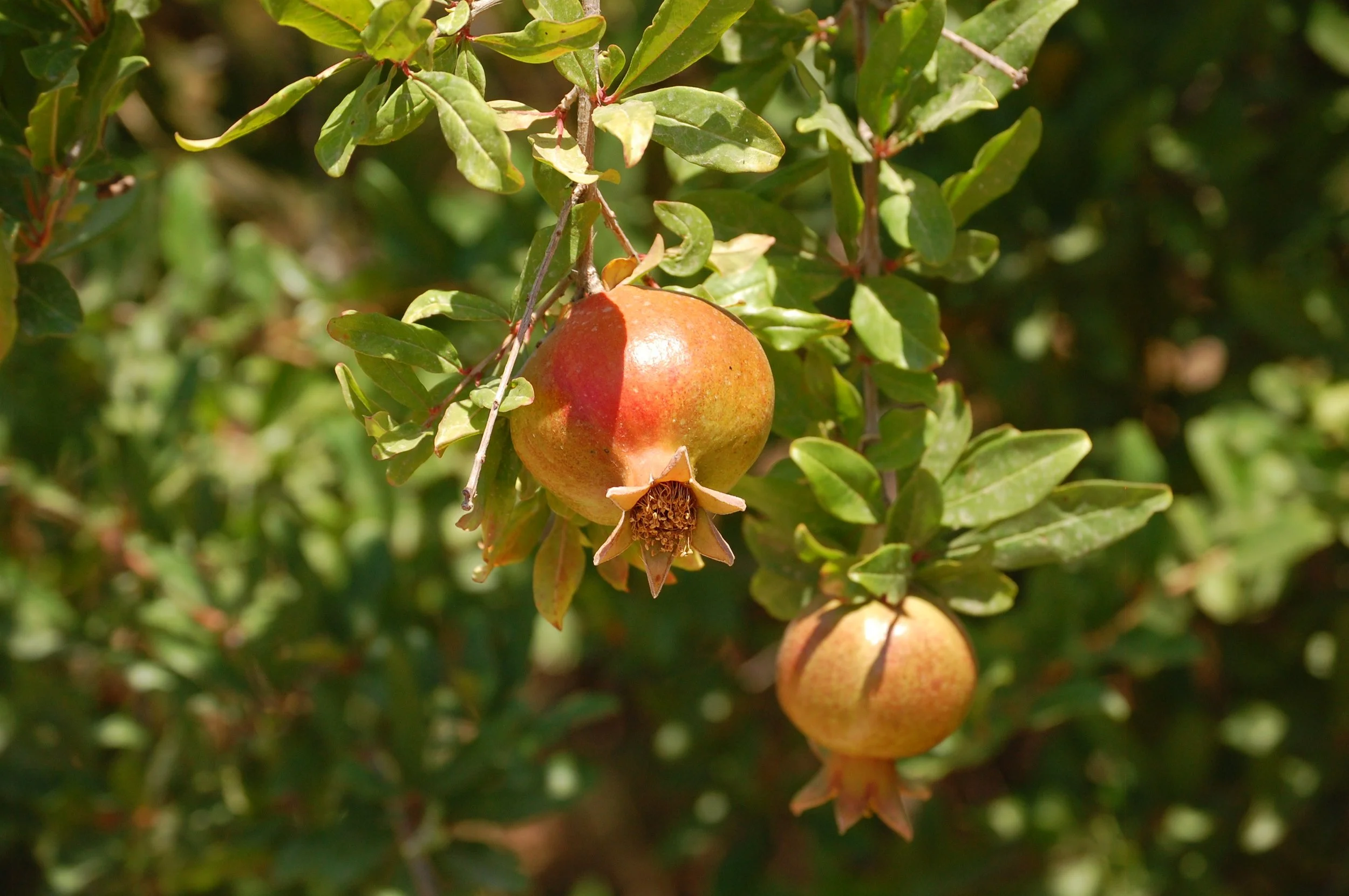 P2G Tu B’Shvat Virtual Class