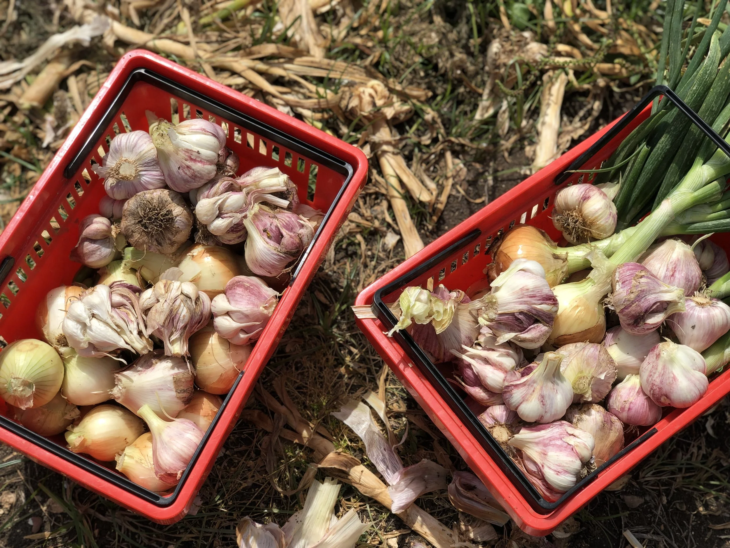 Minnesota Garlic Festival