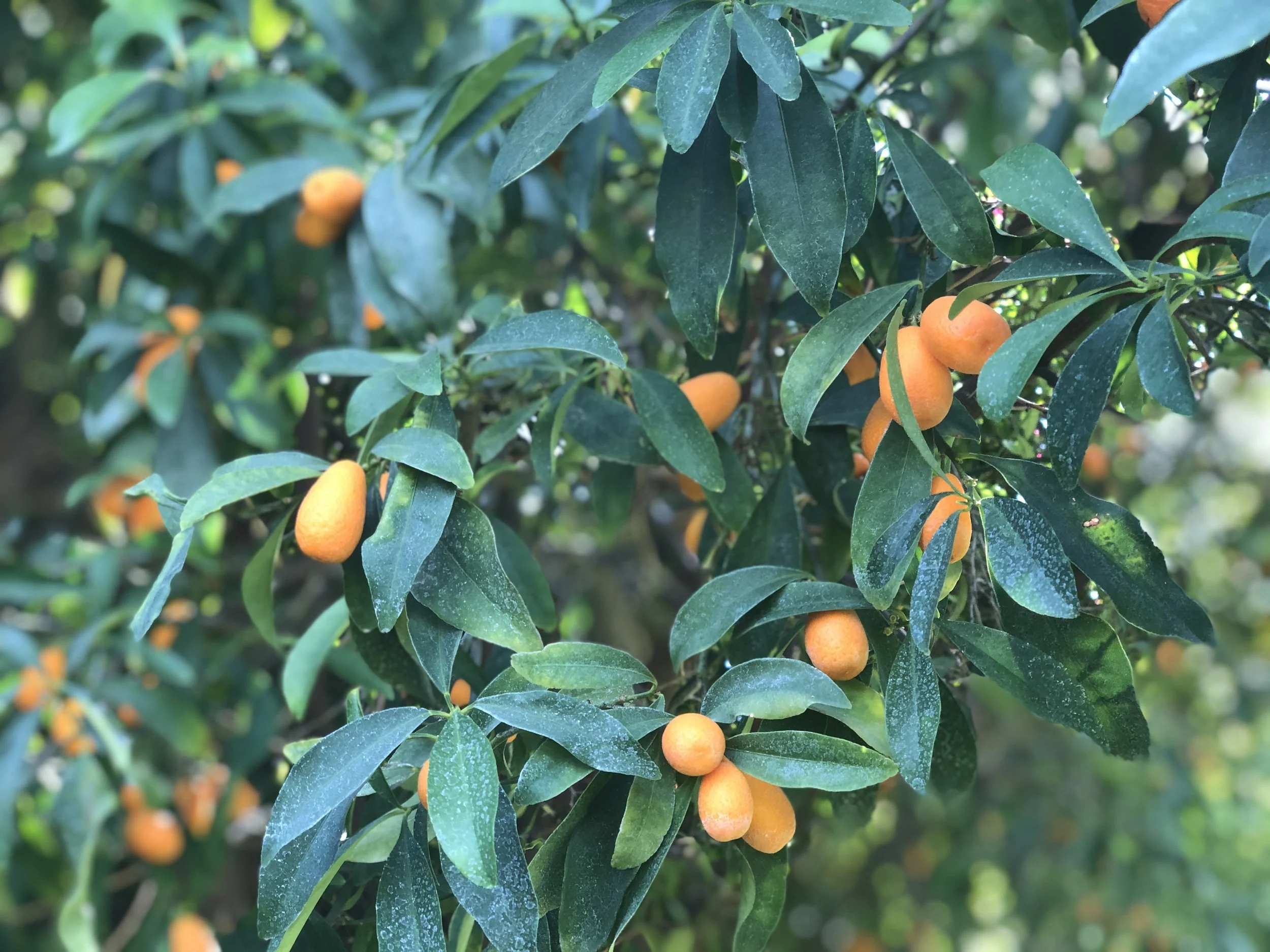 Cardamom Kumquat Marmalade