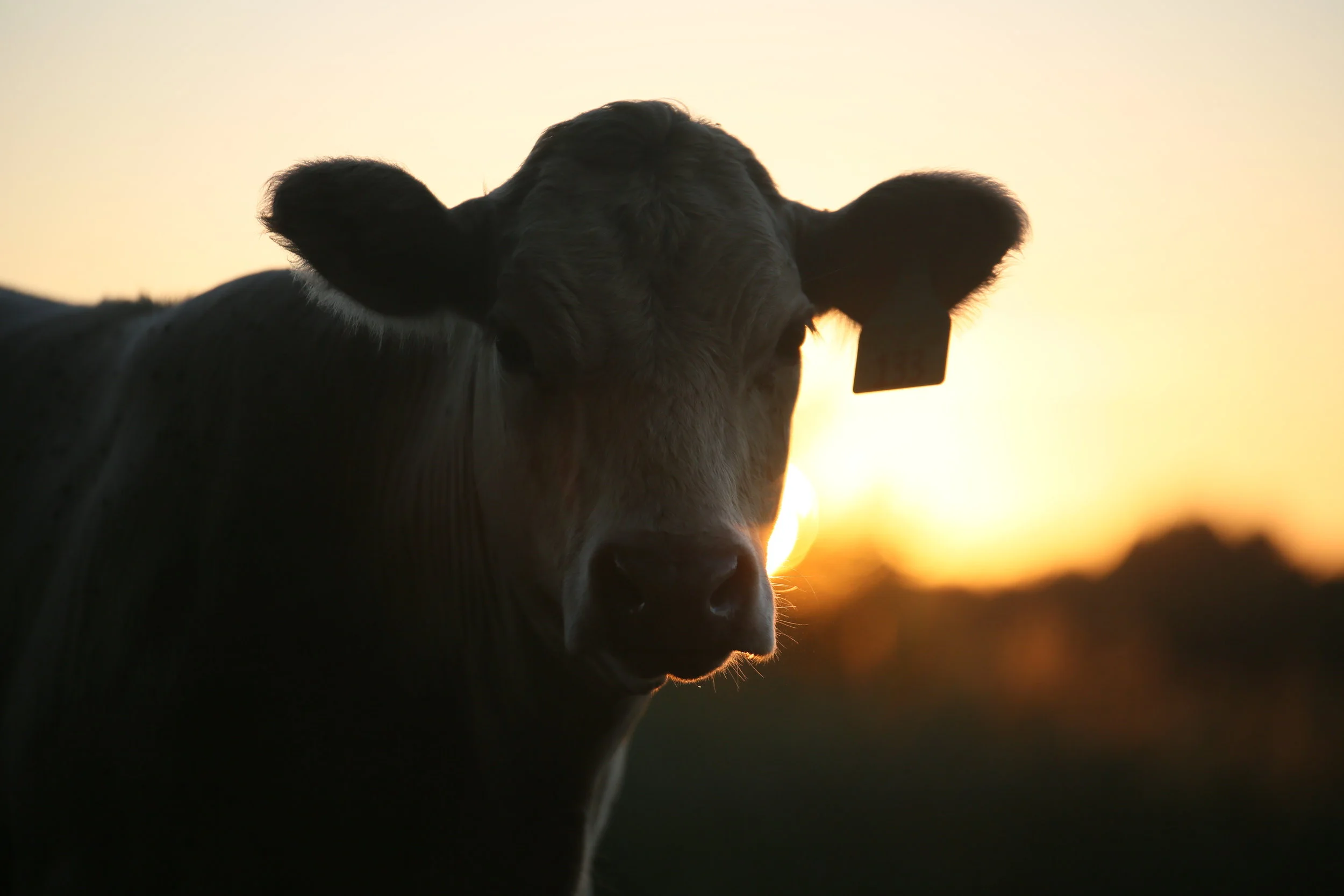 Web Launch: Oklahoma Beef Checkoff