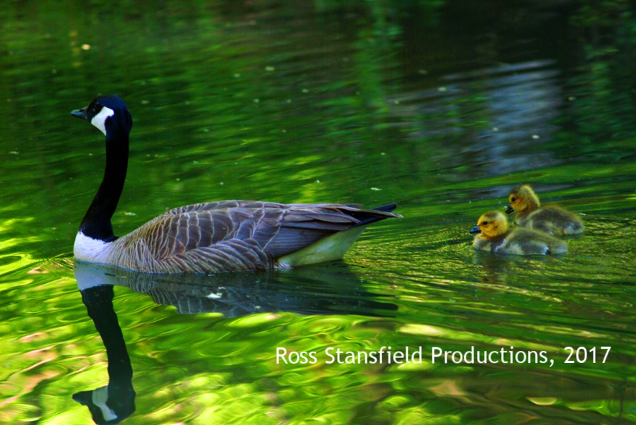 Spring family in canal
