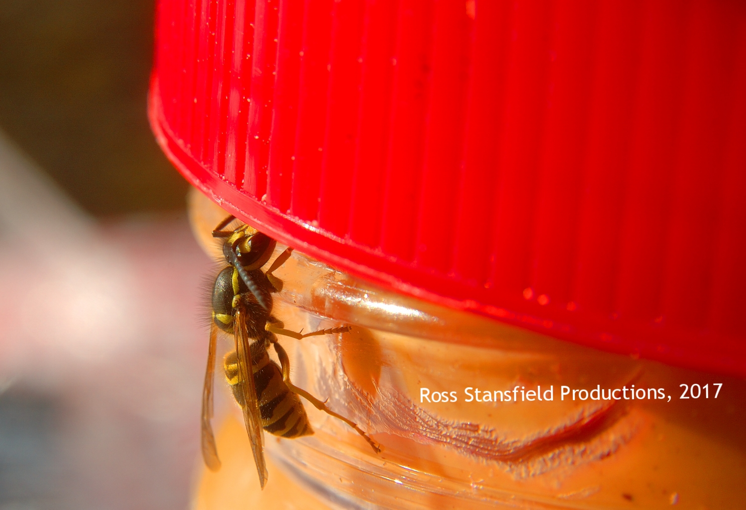 Wood Wasp and Jif Peanut Butter Swain's Lock