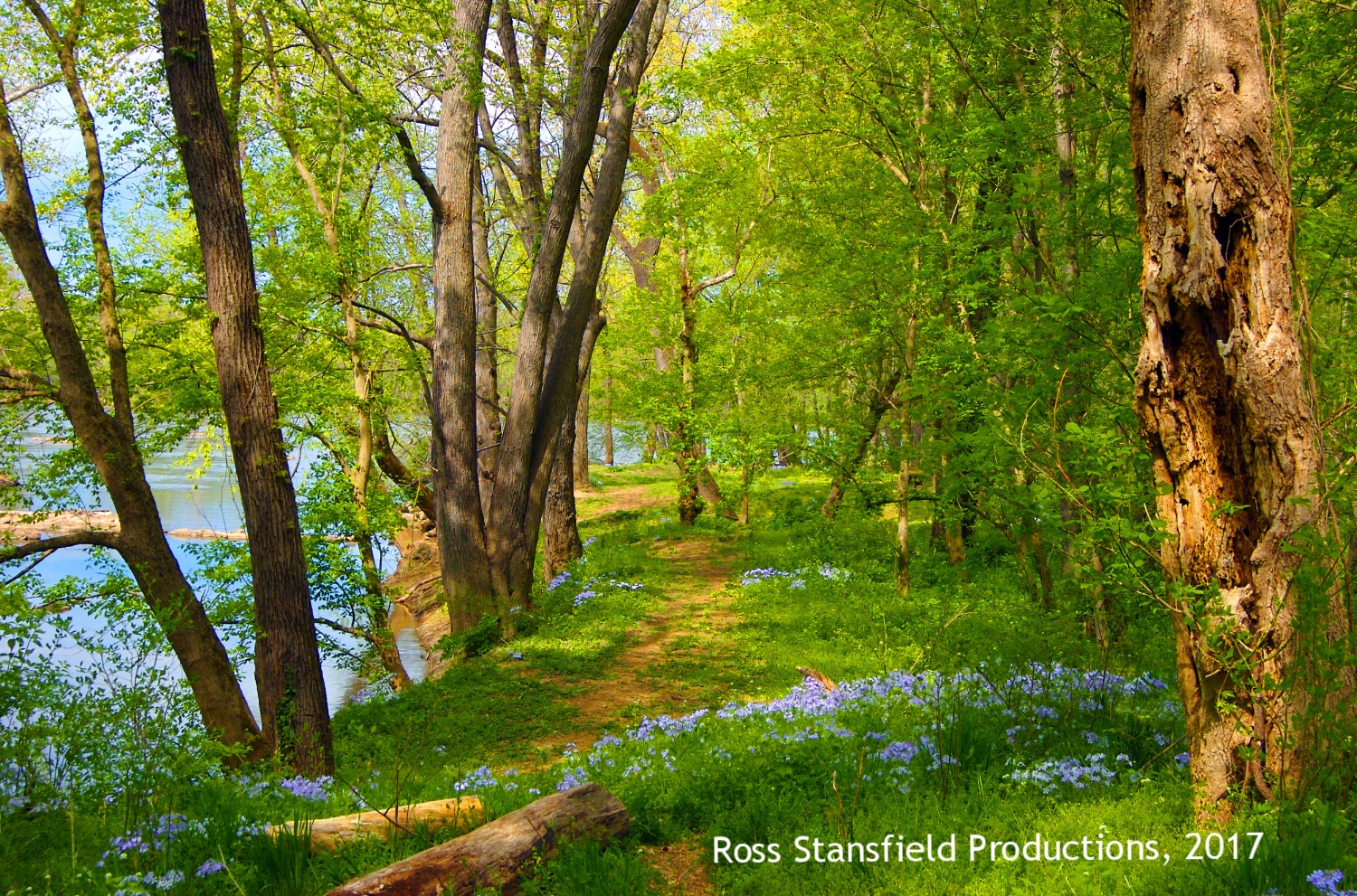 Spring Path