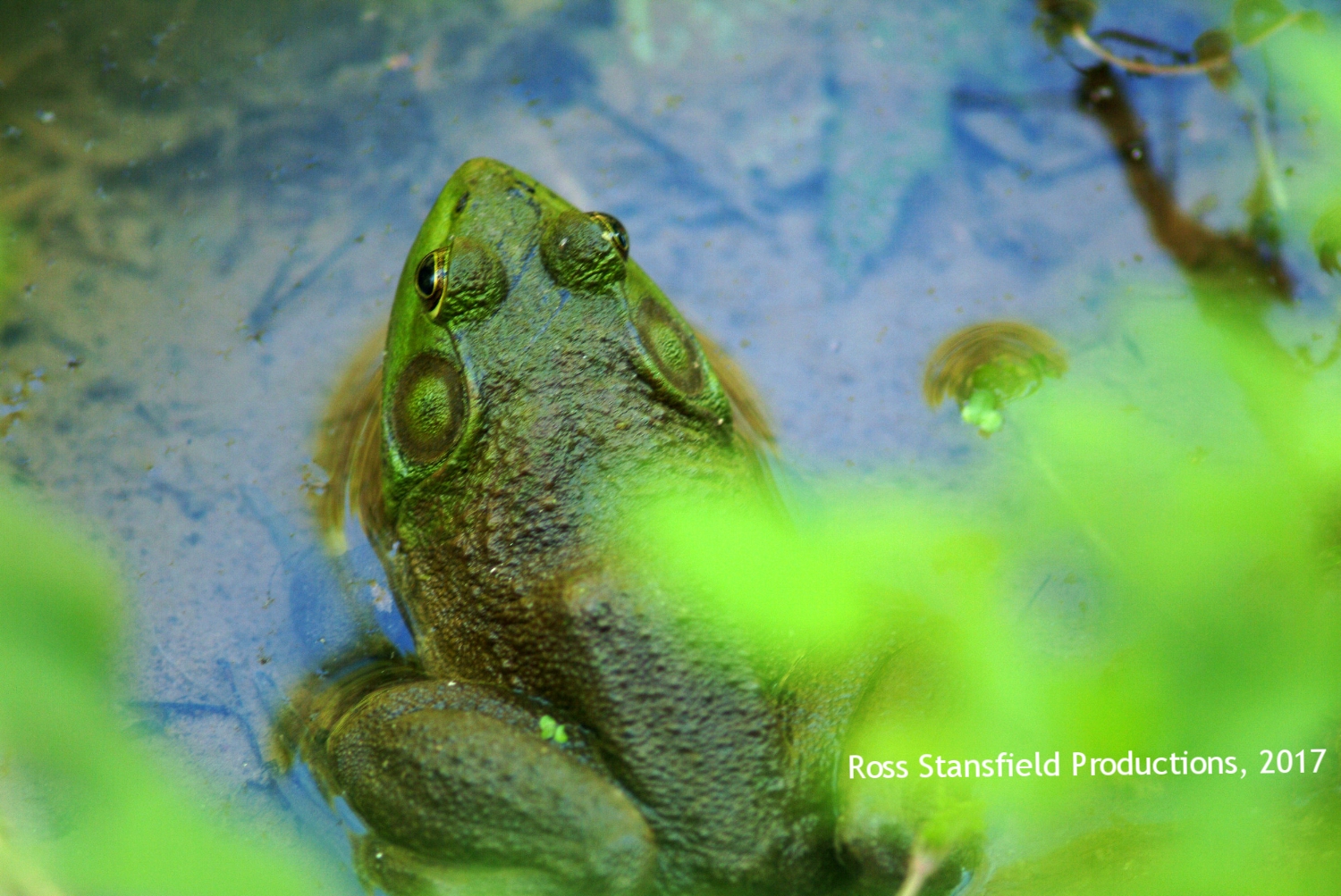Spring Frog