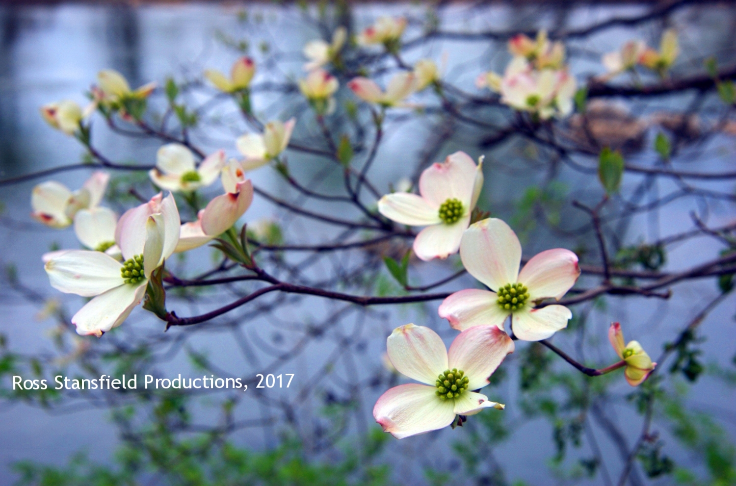 Spring Dogwood Blossoms