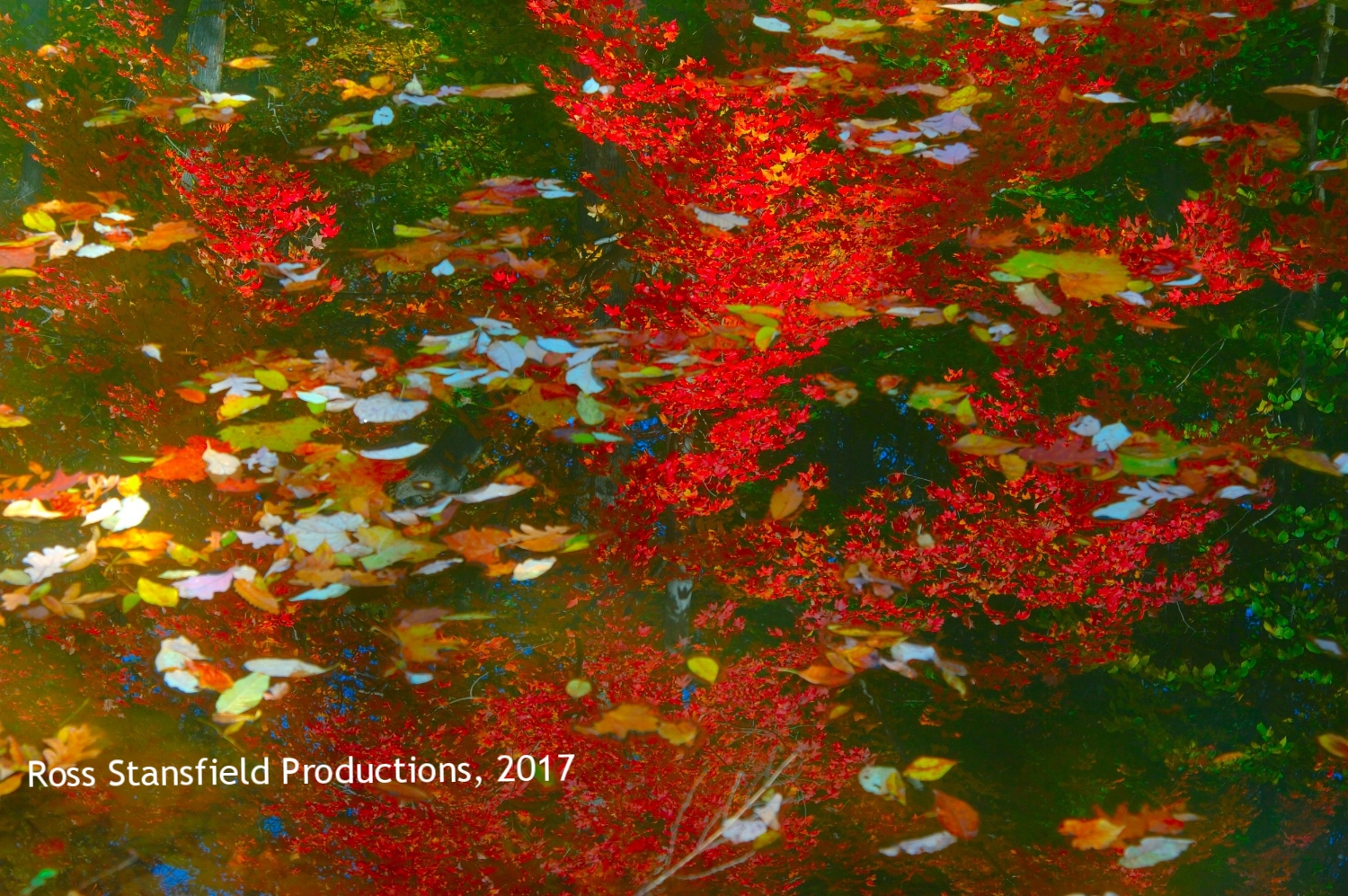 C & O Canal Fall